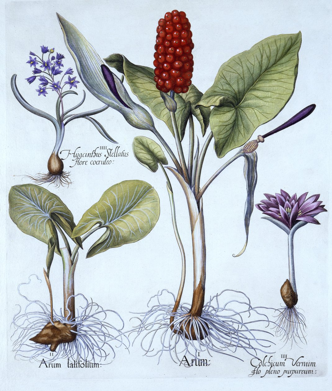 カッコーパイント、春の牧草地のサフラン、スターヒヤシンス、Hortus Eystettensis作、Basil Besler（1561-1629）、パブ。 1613（手塗りの彫刻） 作： ドイツ語学校