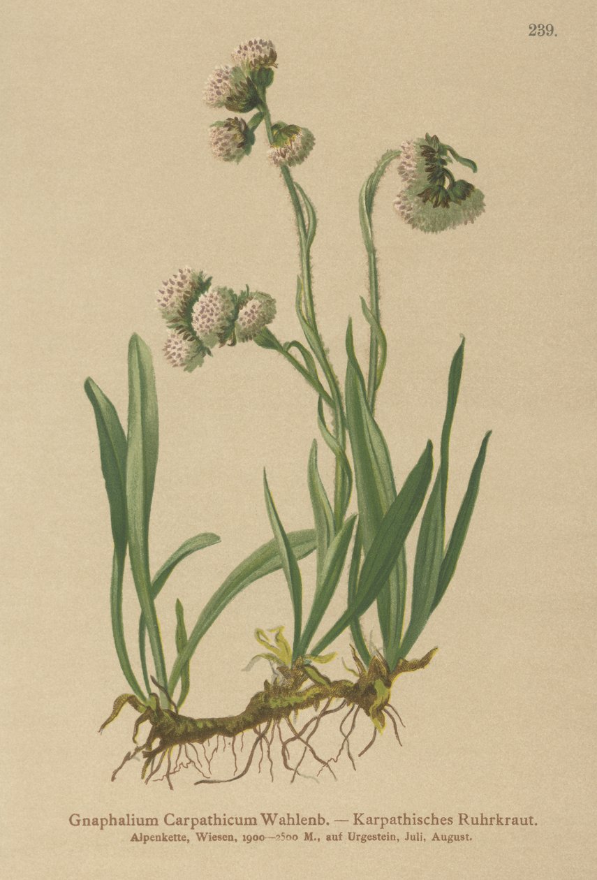 カッドウィード（Gnaphalium Carpathicum） 作： ドイツ語学校