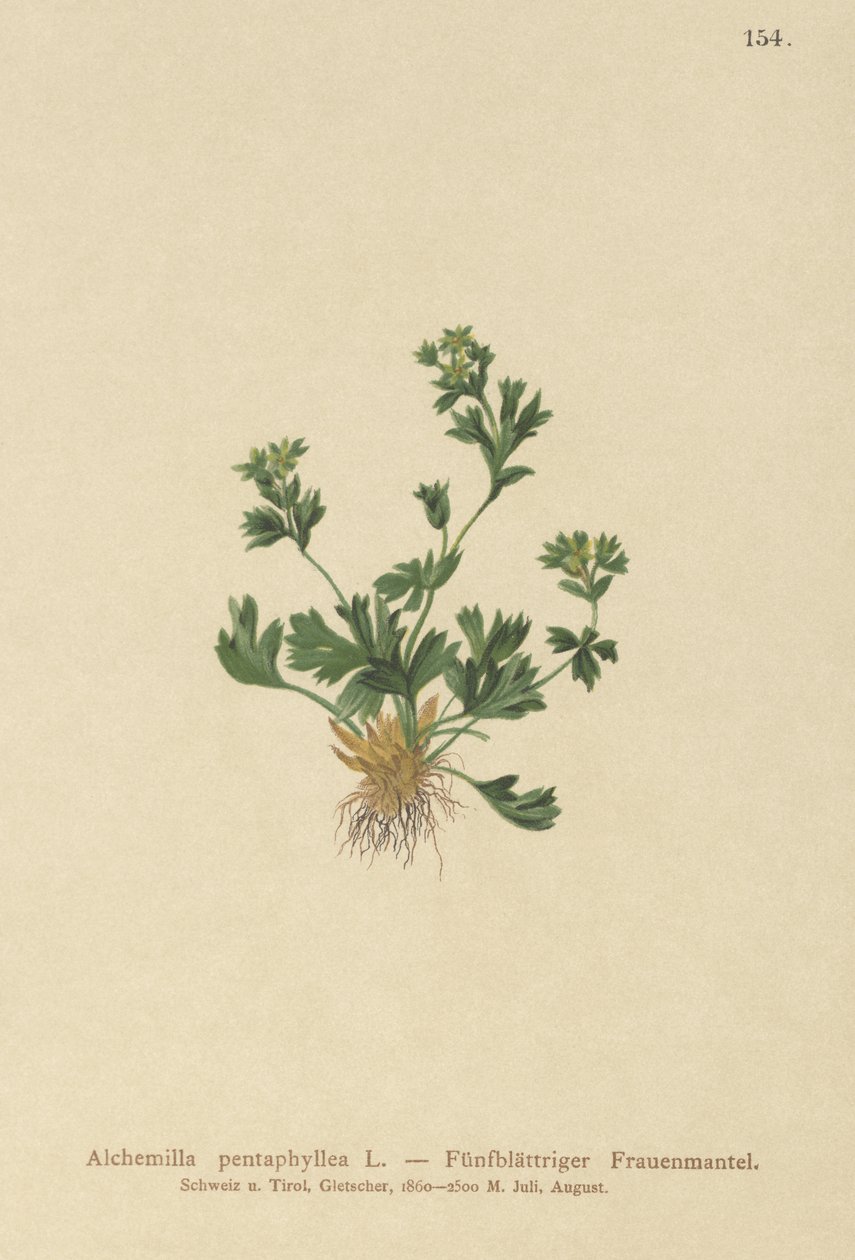 葉のあるレディースマントル（Alchemilla pentaphyllea）をカットします。 作： ドイツ語学校