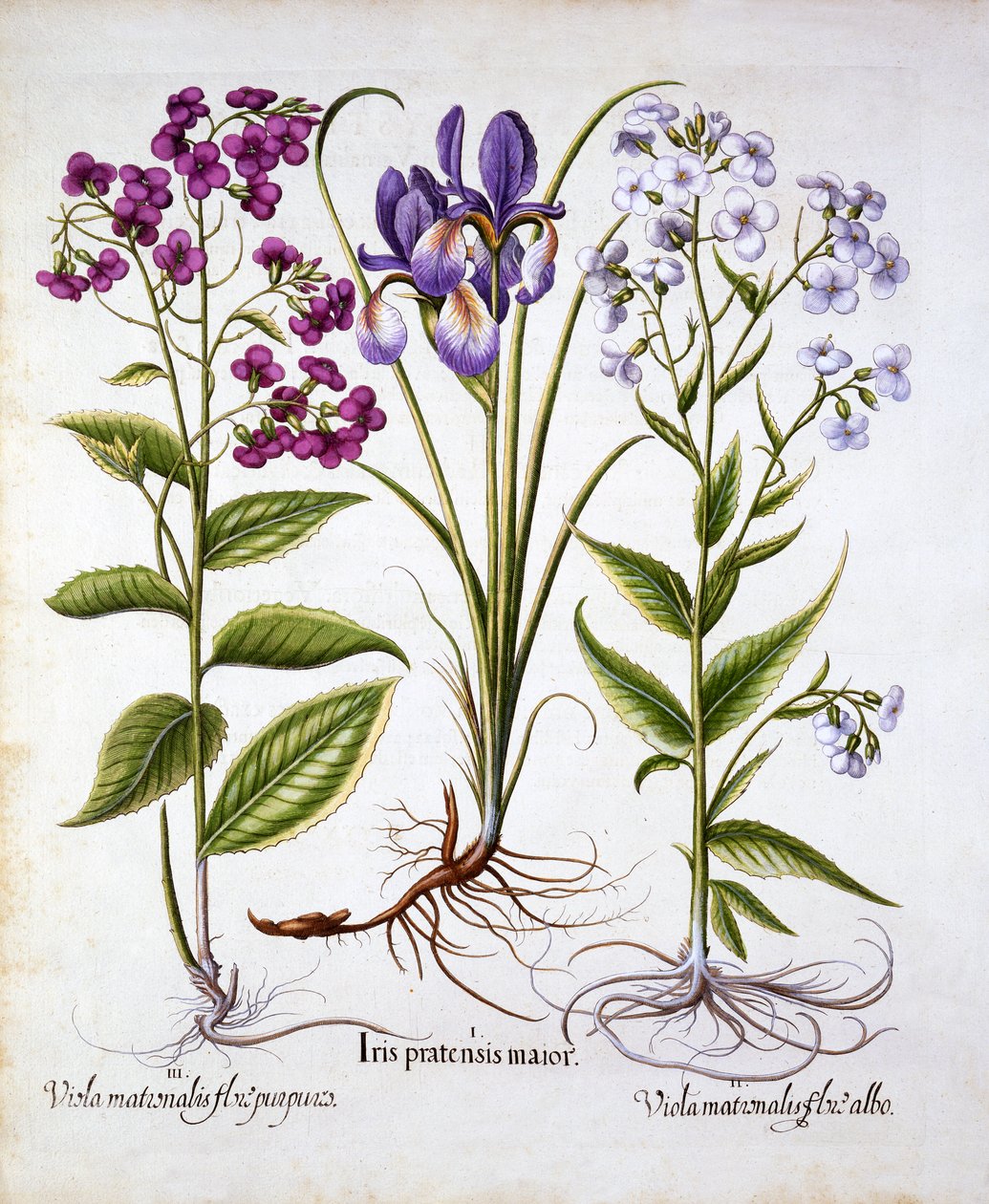 デイミーズバイオレットとフィールドアイリス、Hortus Eystettensis作、バジルベスラー（1561-1629）、パブ。 1613（手描きの彫刻） 作： ドイツ語学校