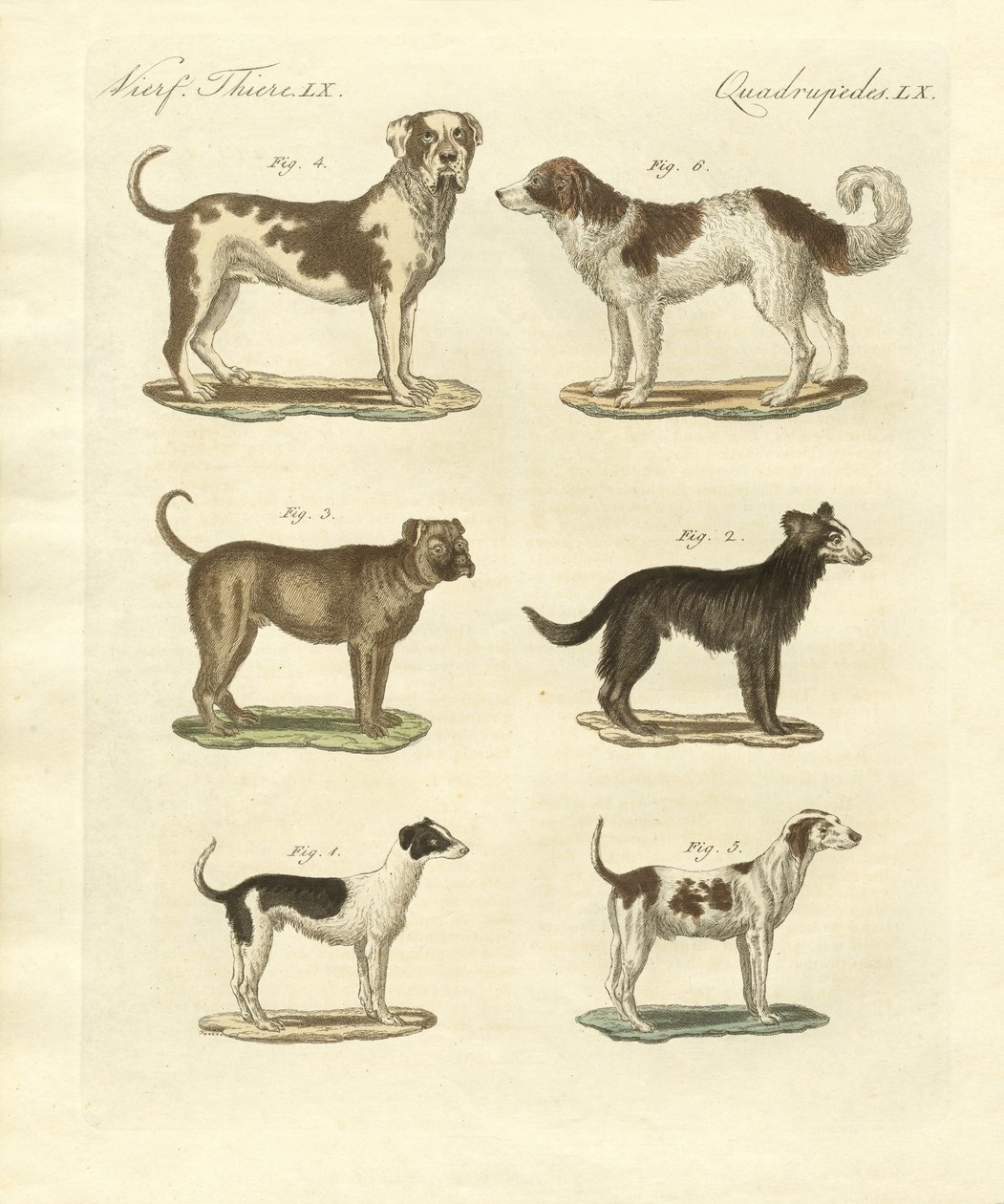 さまざまな種類の犬 作： ドイツ語学校