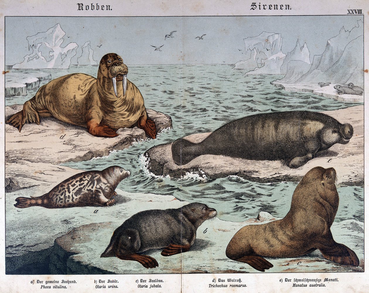 さまざまな種類のアザラシ（左はマーブルドアザラシ）、セイウチ（左上）、アシカ - "Natural history of mammals", ed.Schreiber, Munich 作： ドイツ語学校