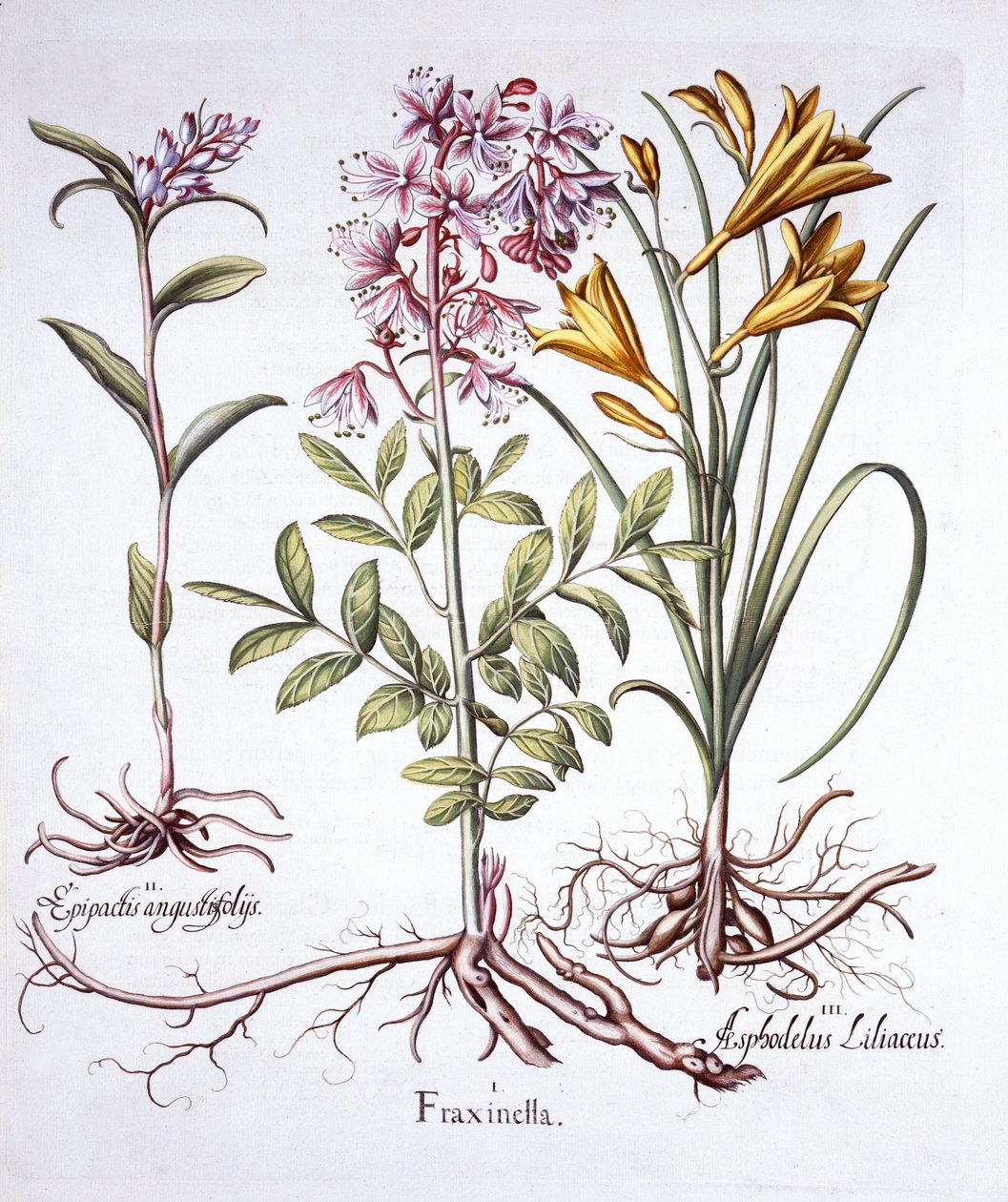 Hortus EystettensisのDittany、White Helleborine、Yellow Day Lily、バジルベスラー（1561-1629）、パブ。 1613（手描きの彫刻） 作： ドイツ語学校