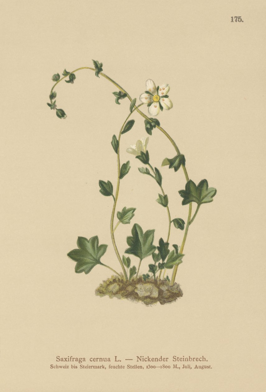 ユキノシタ（Saxifraga cernua）（カラーリトグラフ 作： ドイツ語学校
