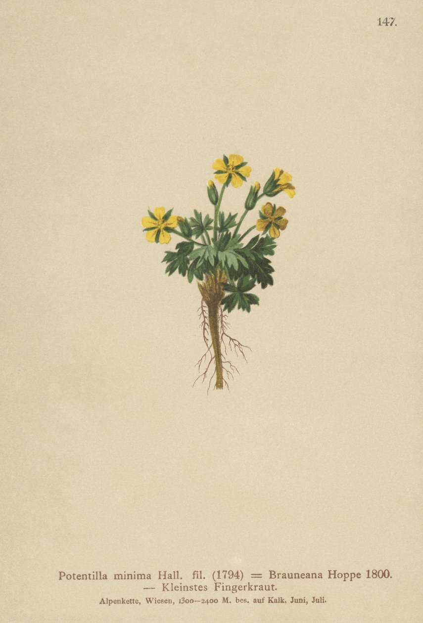 ドワーフチンクエホイル（Potentilla minima、Potentilla Brauneana、Potentilla dubia） 作： ドイツ語学校