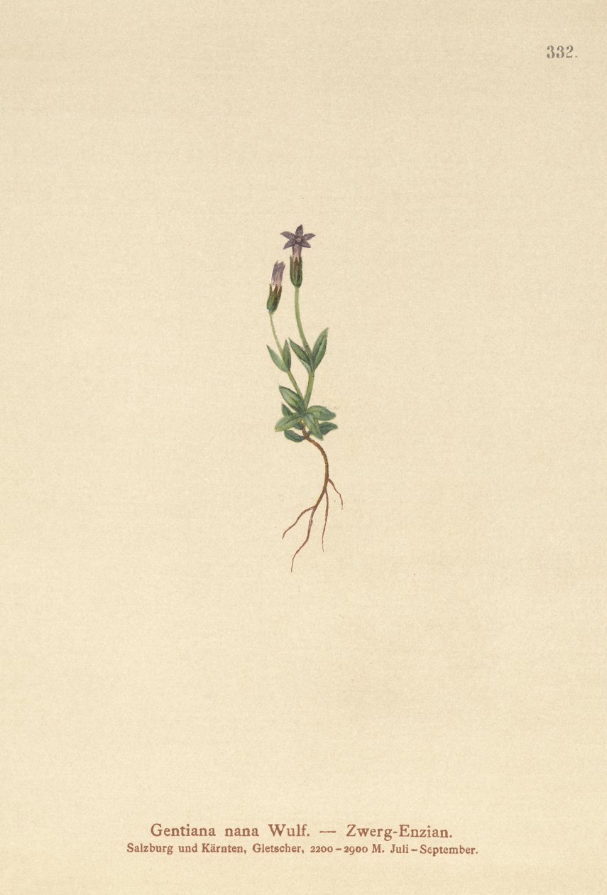 ドワーフジェンティアン（Gentiana nana、Gentianella nana） 作： ドイツ語学校