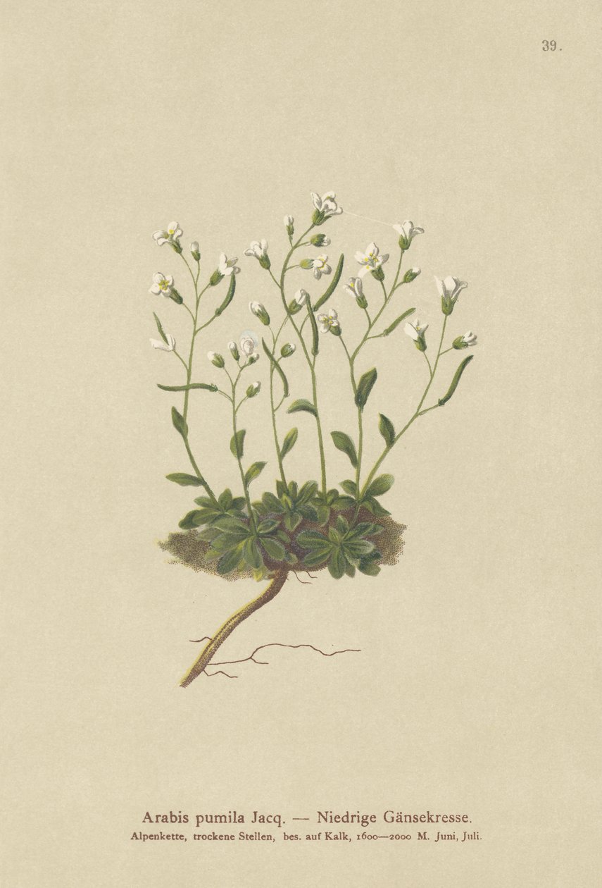 ドワーフロッククレス（Arabis pumila） 作： ドイツ語学校