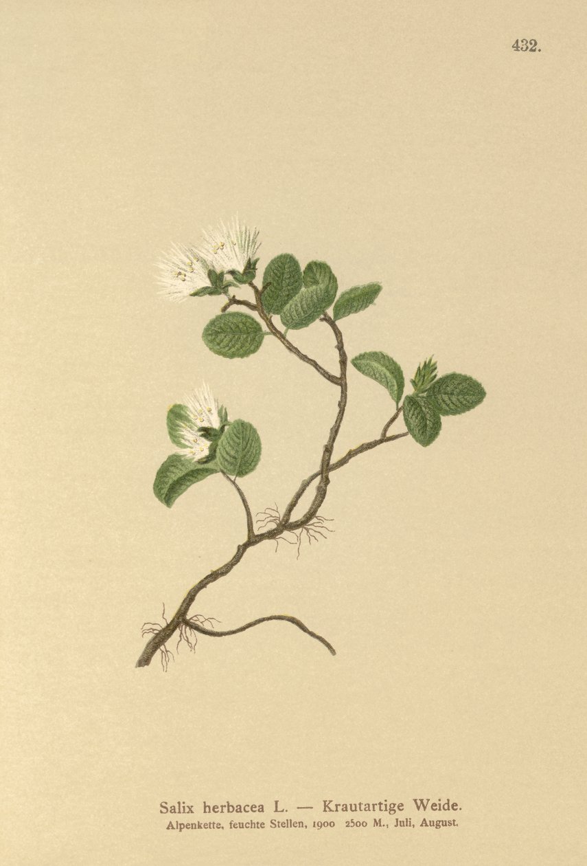 ドワーフウィロー（Salix herbacea） 作： ドイツ語学校