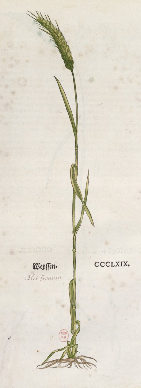 Leonhart Fuchs（1501-66）によるThe Herbariumの小麦の穂、バーゼル、1555年（カラー彫刻） 作： ドイツ語学校