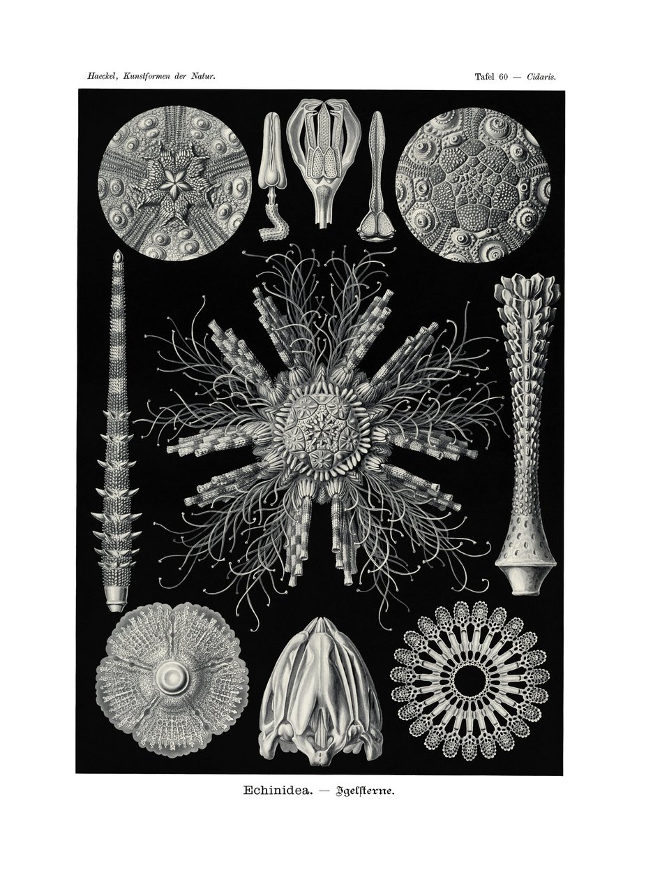 Echinidea, 1899-1904  作： ドイツ語学校