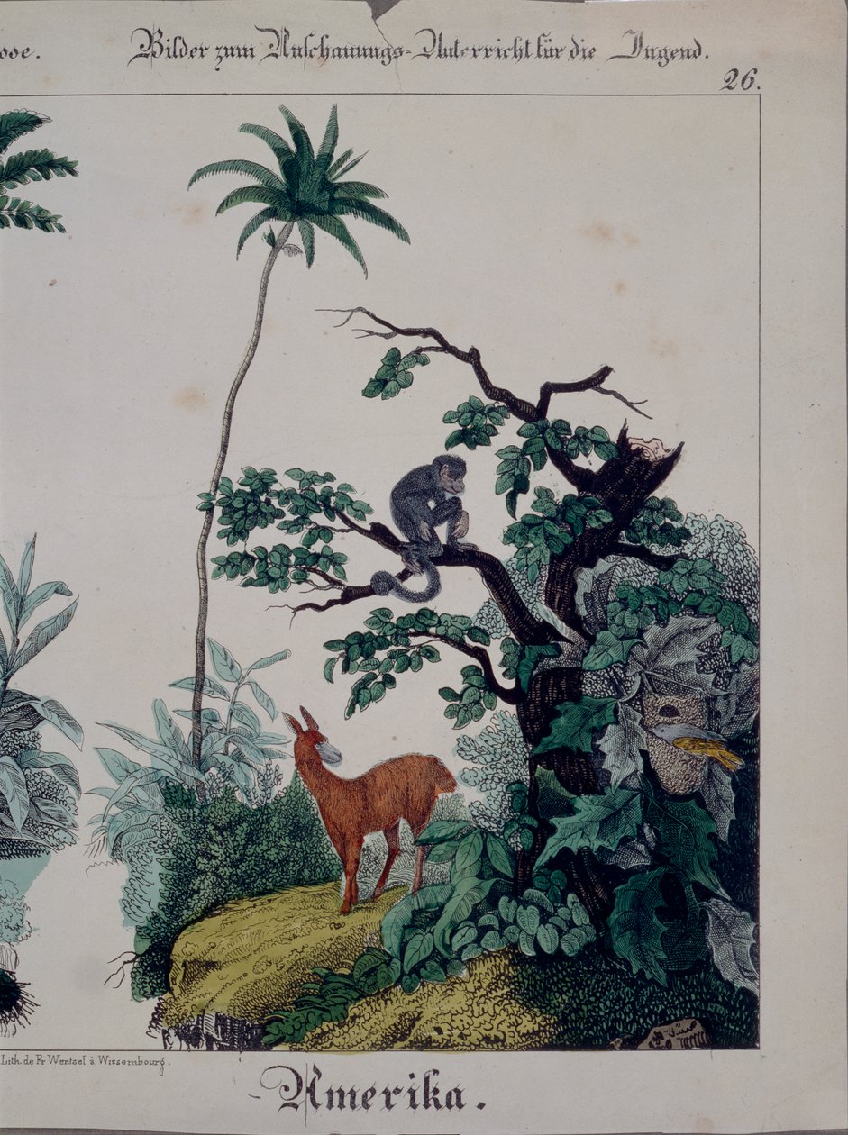 南アメリカの動植物が描かれた教育ポスター、右側、F。ウェンツェル、ヴァイセンブルク、1840年発行（379941も参照） 作： ドイツ語学校