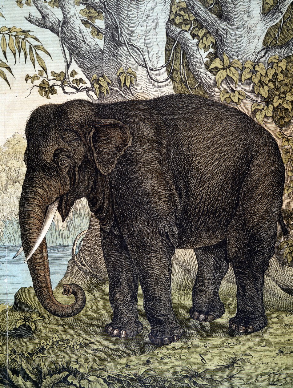 ゾウ - "Natural History of Mammals", ed.シュライバー、ミュンヘン 作： ドイツ語学校