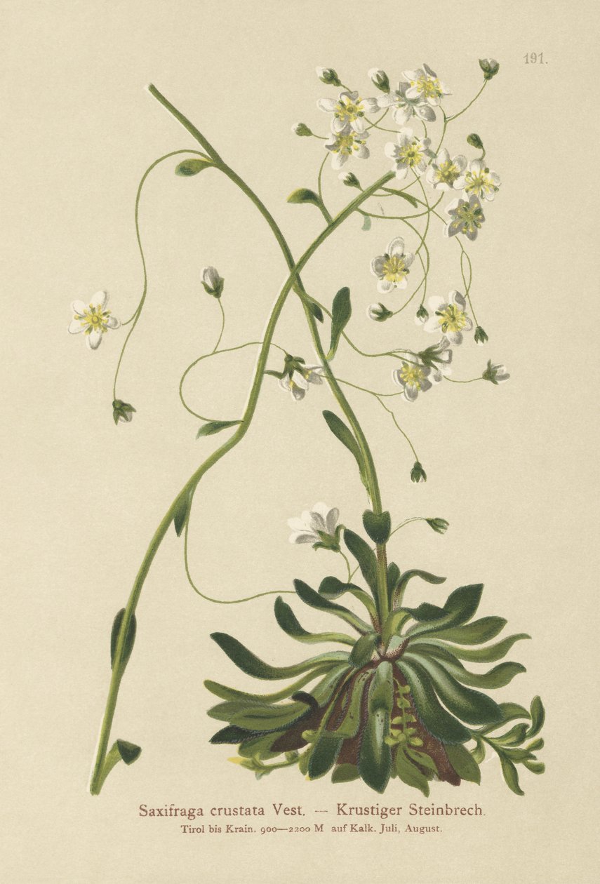 ちりばめられたSaxifrage（Saxifraga crustata） 作： ドイツ語学校