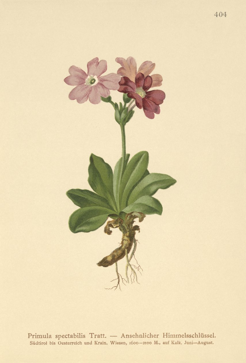 ヨーロッパ高山サクラソウ（Primula spectabilis、Auriculastrum primula） 作： ドイツ語学校
