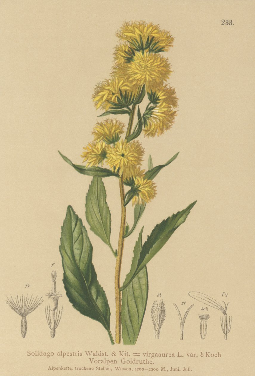 ヨーロッパセイタカアワダチソウ（Solidago alpestris、Solidago virgaaurea、Solidago virgaurea） 作： ドイツ語学校