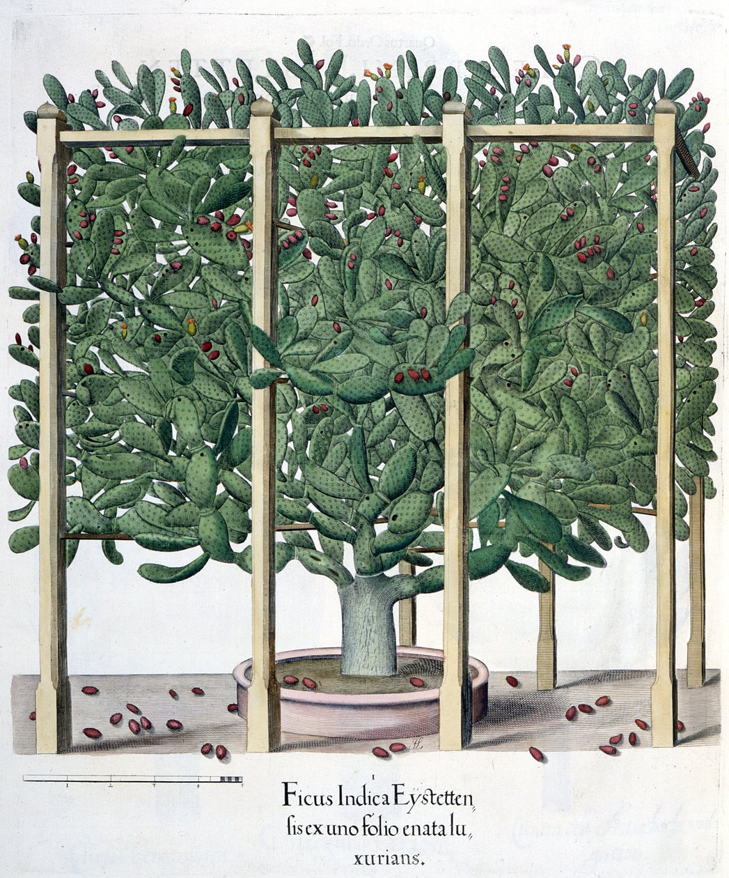 Ficus indica eystettensis、バジルベスラーによるHortus Eystettensis（1561-1629）、パブ。 1613 作： ドイツ語学校