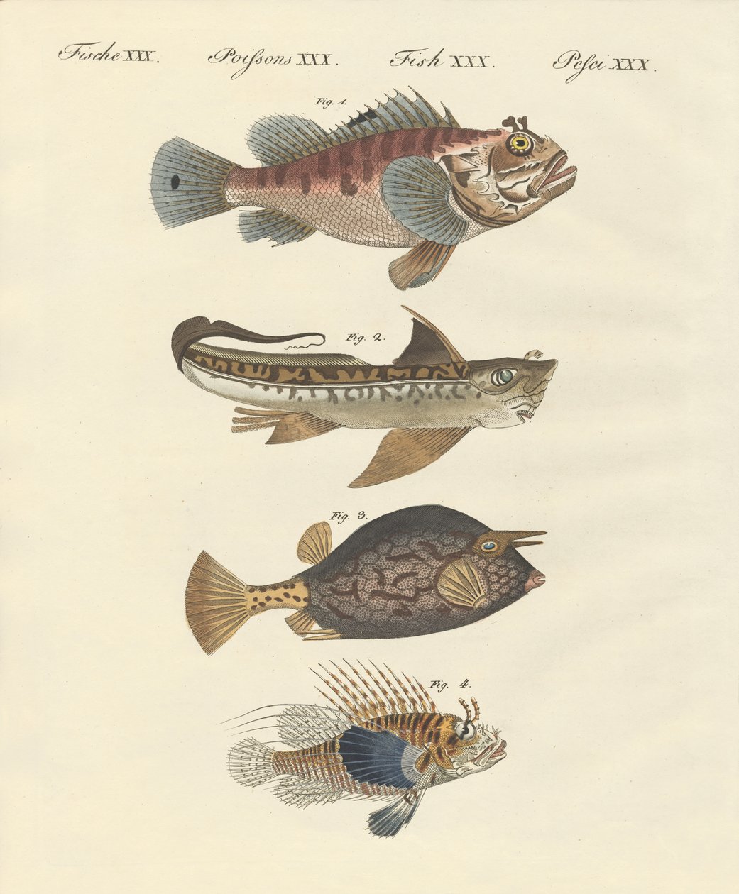 奇妙な形の魚 作： ドイツ語学校