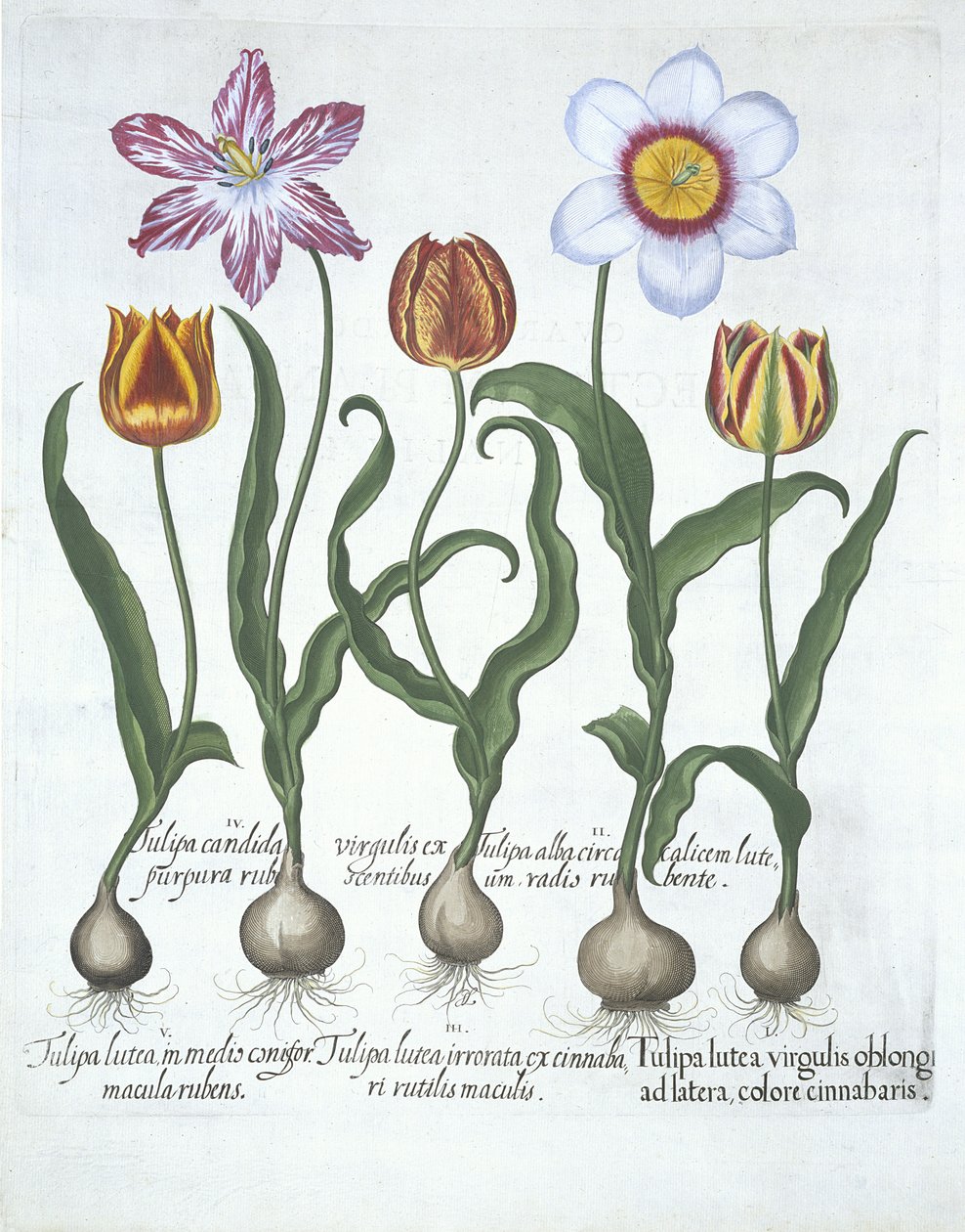 Hortus Eystettensisのバジルベスラー（1561-1629）パブによる5つのチューリップ。 1613（手描きの彫刻） 作： ドイツ語学校