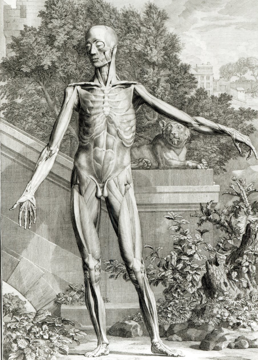 薄板にされた体、Bernard Siegfried Albinus（1697-1770）1747によるスケルトンのテーブルと人体の筋肉から 作： ドイツ語学校