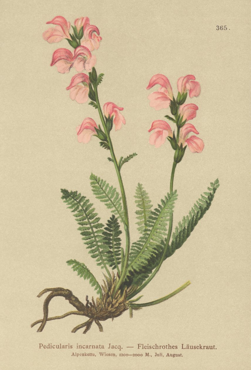 フレッシュピンクシラミ（Pedicularis incarnata） 作： ドイツ語学校