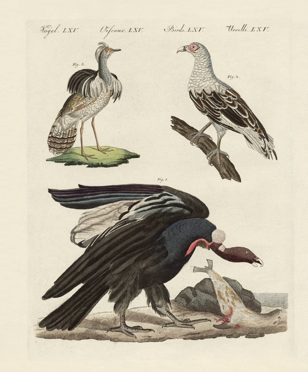 外国の鳥たち（彩色された彫刻 作： ドイツ語学校