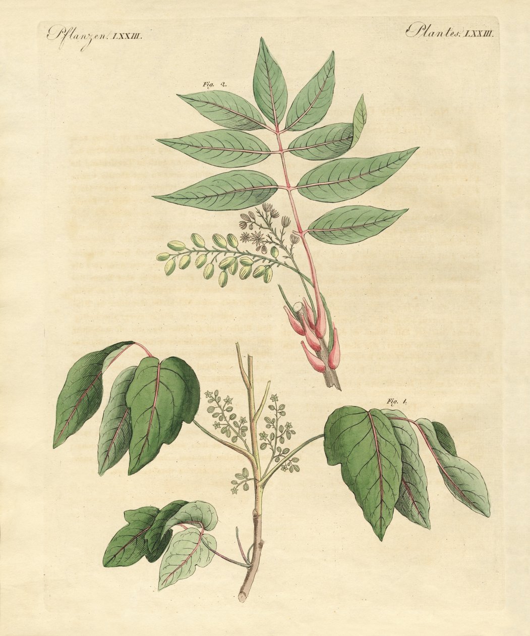外国の有毒植物 作： ドイツ語学校