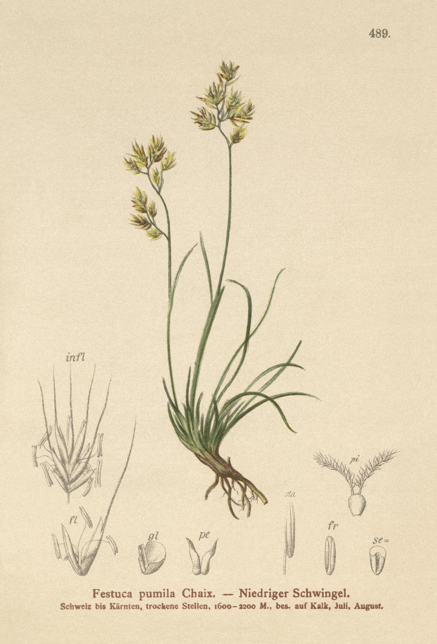 4葉フェスク（Festuca pumila、Festuca quadriflora） 作： ドイツ語学校