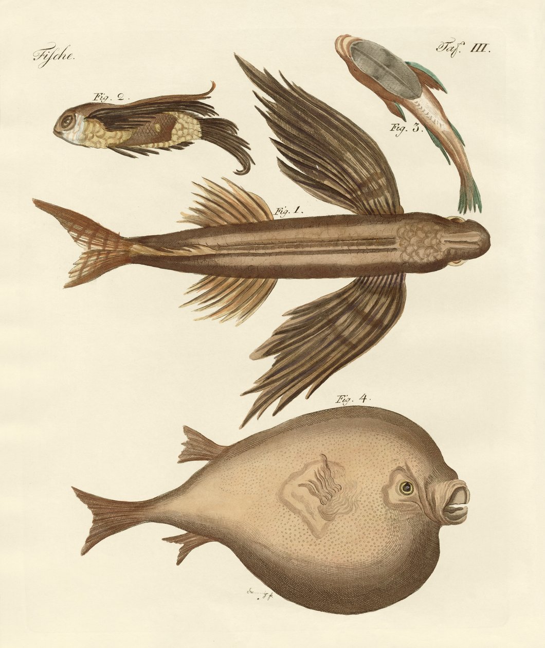 4つの素晴らしい魚 作： ドイツ語学校