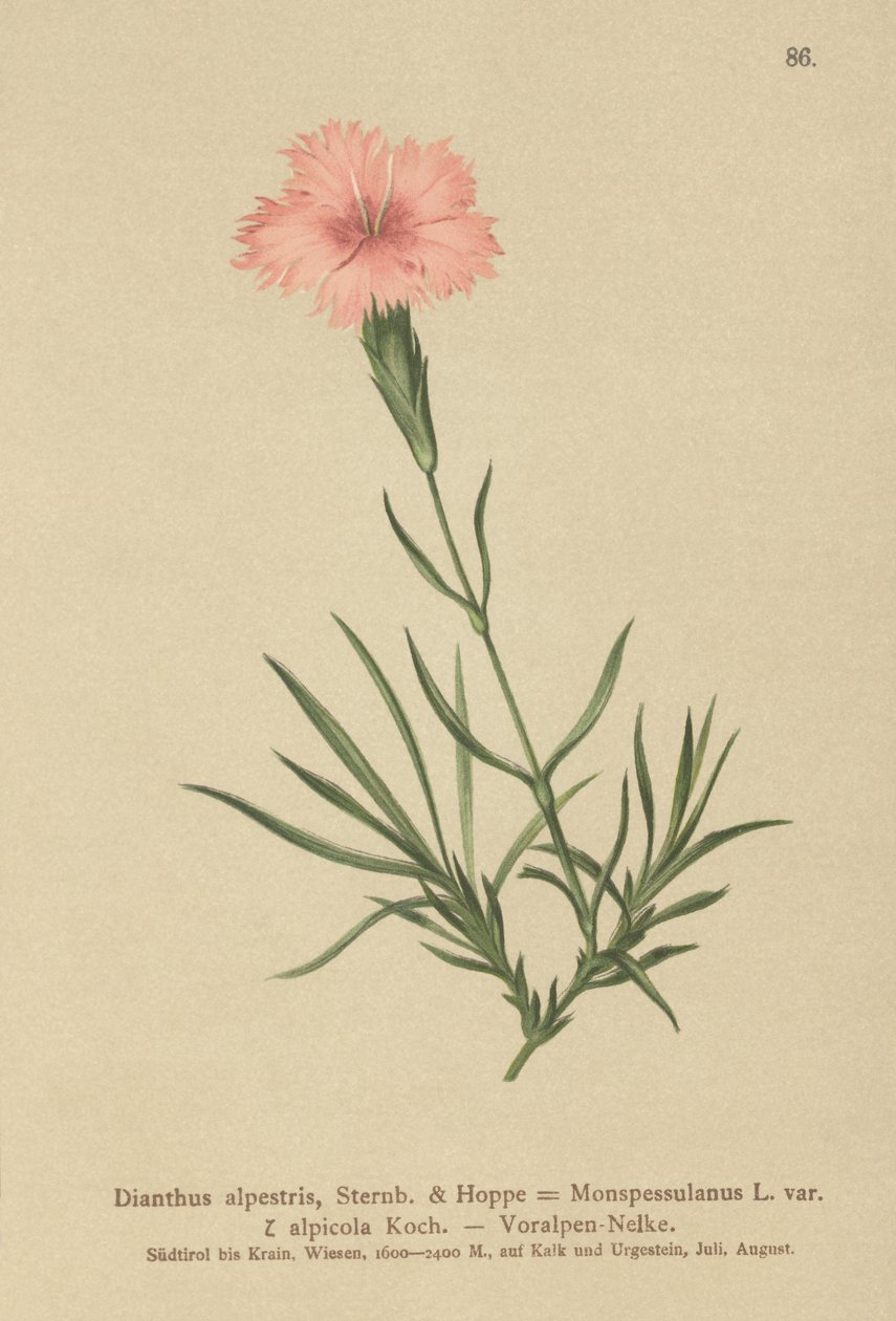 フリンジピンク（Dianthus Monspessulanus、Dianthus alpestris、Dianthus alpicola） 作： ドイツ語学校