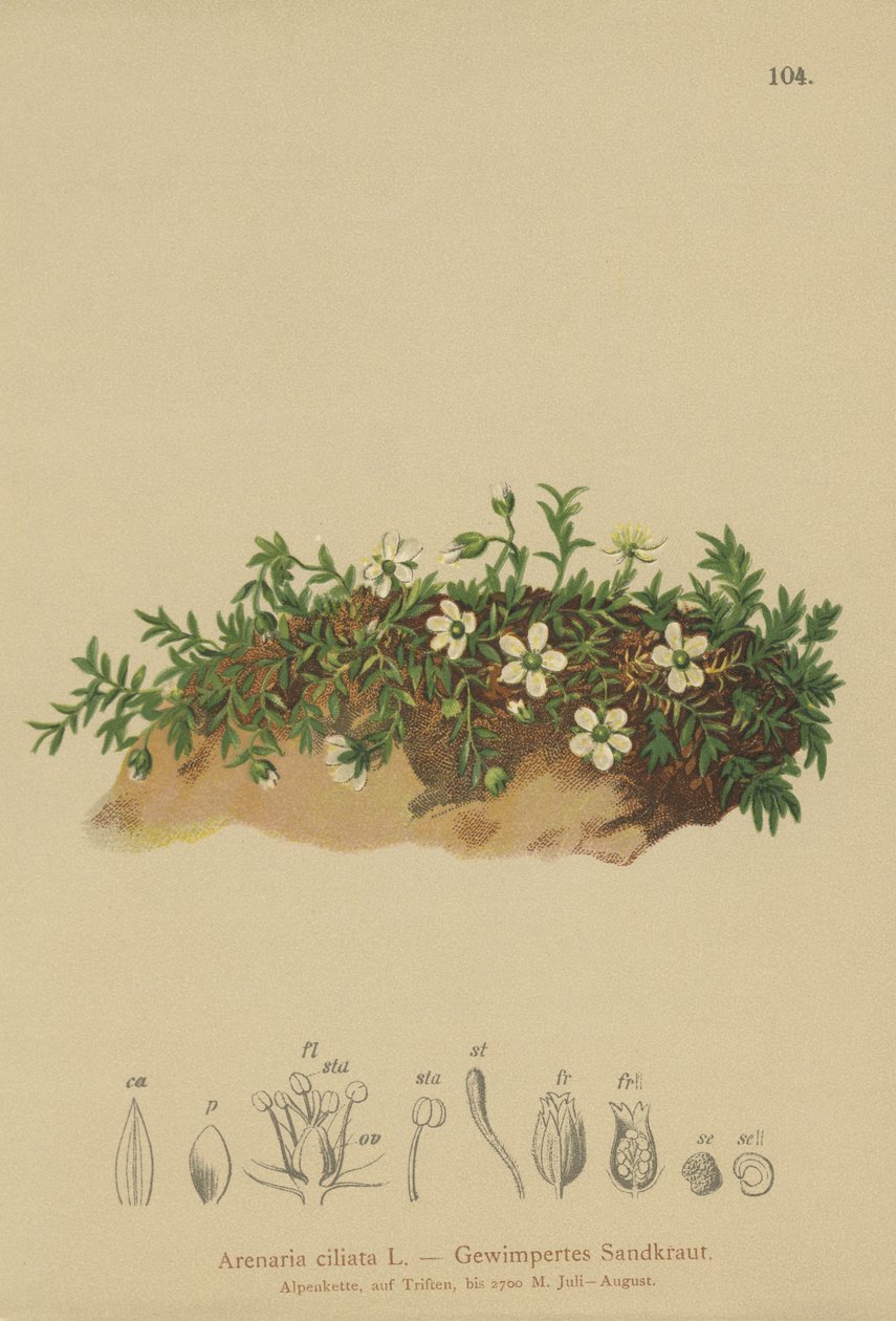 フリンジサンドワート（Arenaria ciliata） 作： ドイツ語学校