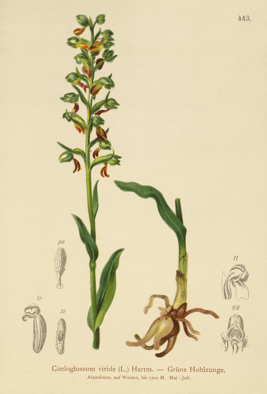 カエルオーキッド（Coeloglossum viride） 作： ドイツ語学校