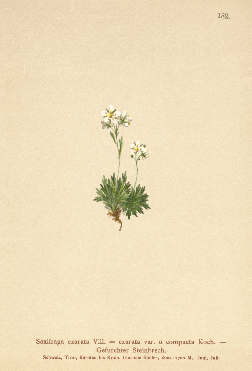 毛深いSaxifrage（Saxifraga署名SAXIFRAGA exarata var。Compactcij SAXIFRAGA exarata ssp。Moschata） 作： ドイツ語学校