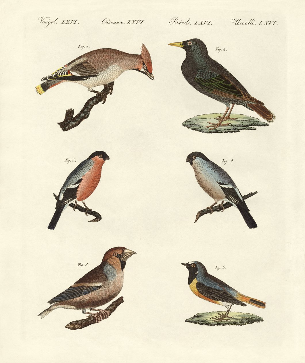 ドイツの鳥のさえずり 作： ドイツ語学校