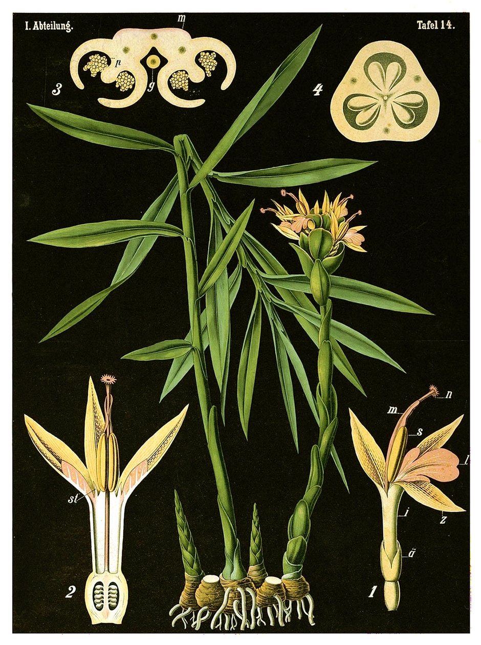 ジンジャー（Zingiber officinale Roscoe）c.1890（クロモリソグラフ） 作： ドイツ語学校