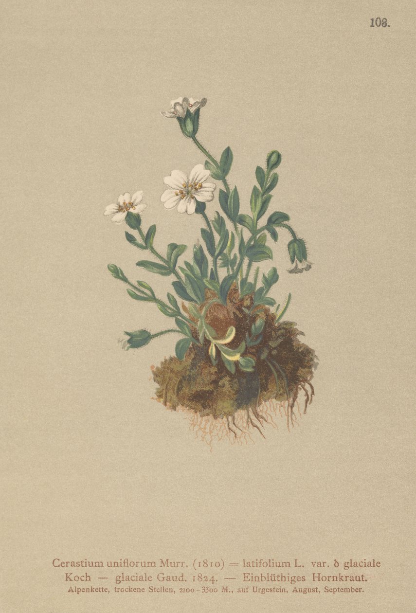 氷河マウスの耳（Cerastium uniflorum、Cerastium latifolium var。glaciale、Cerastium glaciale） 作： ドイツ語学校