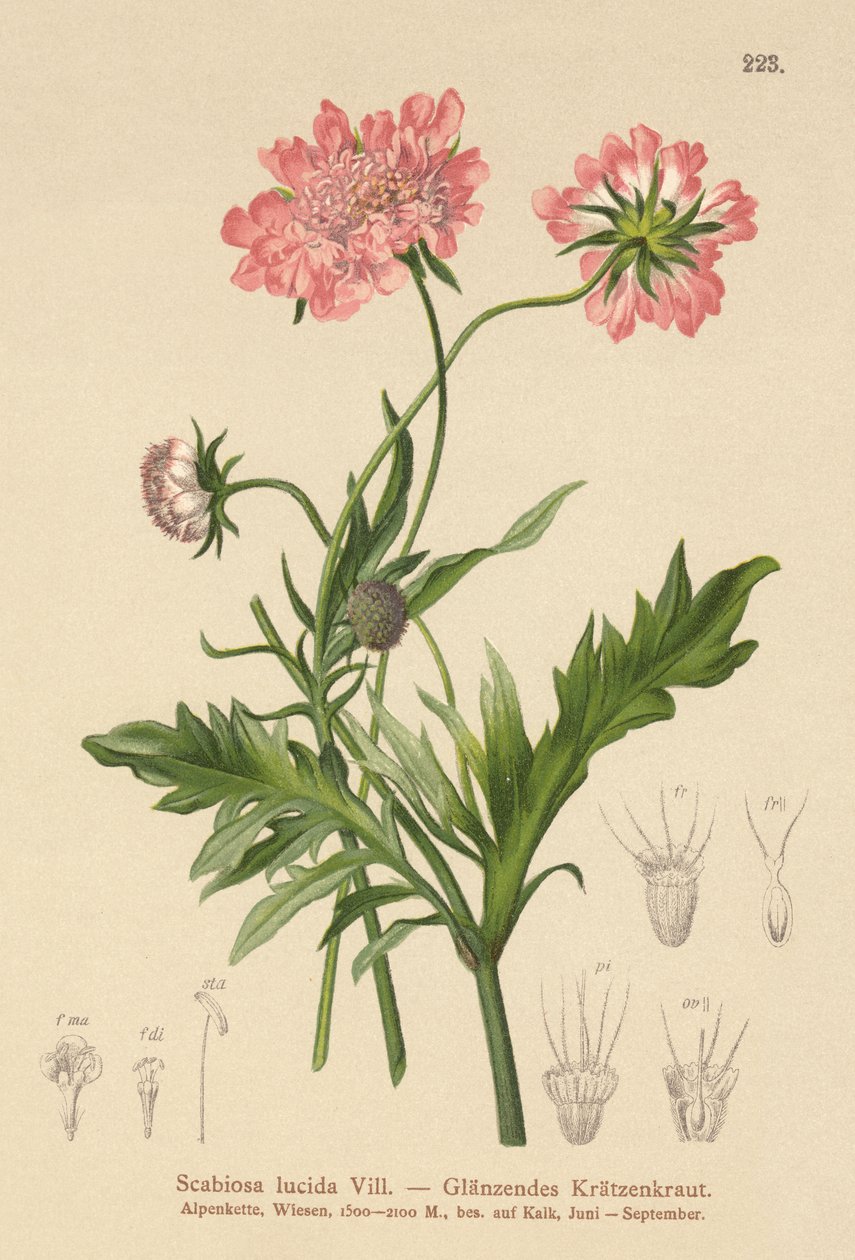 光沢のある疥癬（Scabiosa lucida） 作： ドイツ語学校