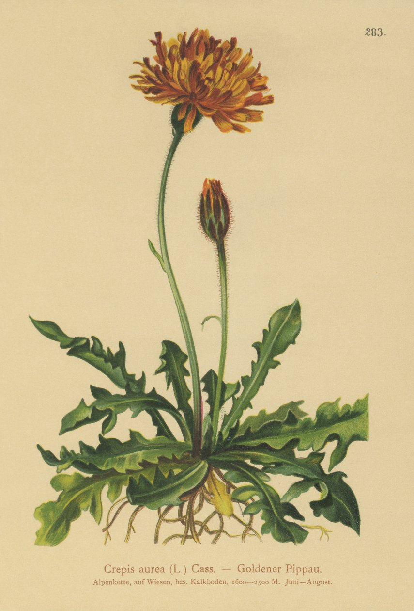 ゴールデンホークスヒゲ（Crepis aurea） 作： ドイツ語学校