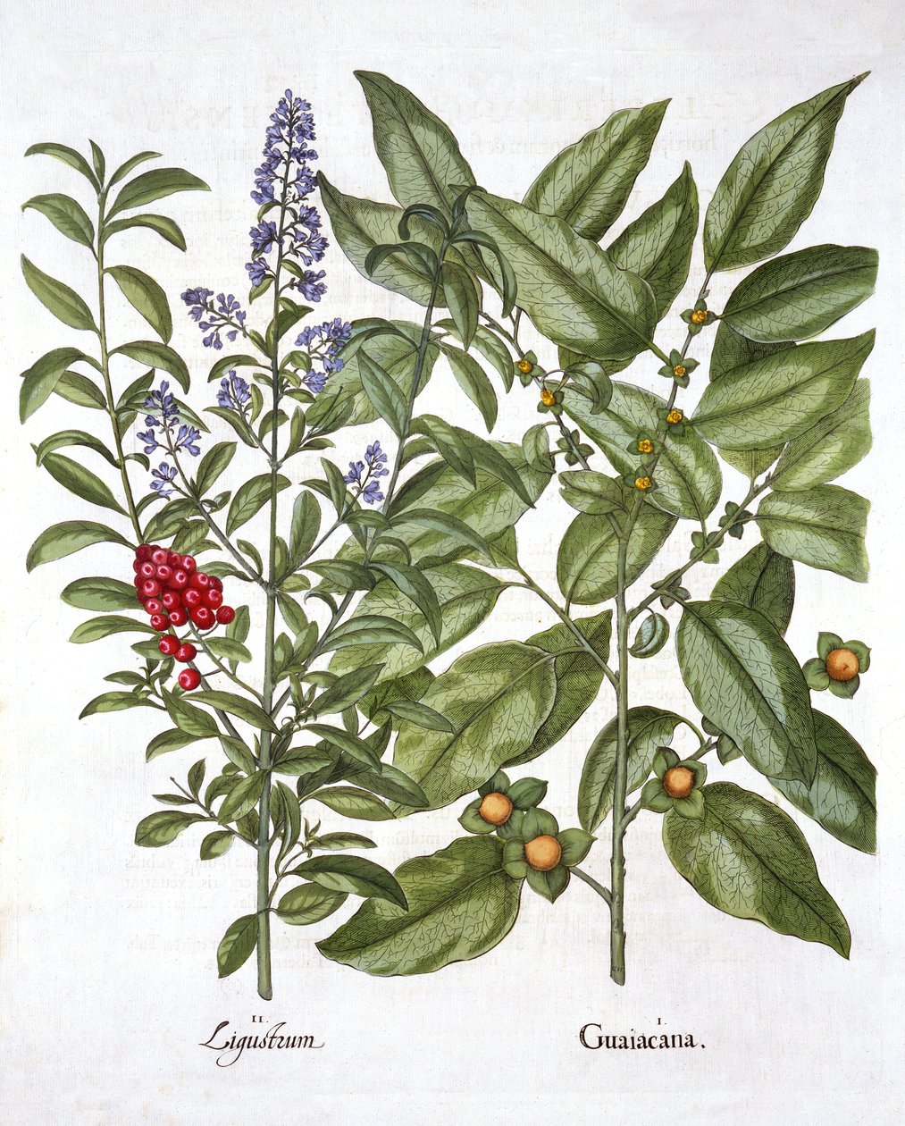 ガイタスと中国のイボタノキ、Hortus Eystettensisから、Basil Besler（1561-1629）、パブ。 1613（手描きの彫刻） 作： ドイツ語学校
