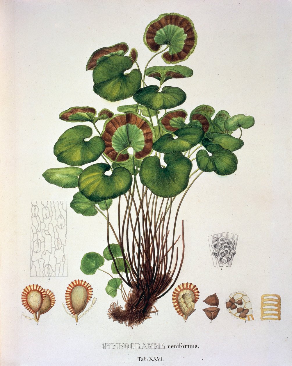 Johann Baptist Von SpixとCarl Friedrich Von Martiusによる「Plantarum Cryptogamicarum Brasiliensium」の「Gymnogramme Reniformis」、表XXVI。 作： ドイツ語学校