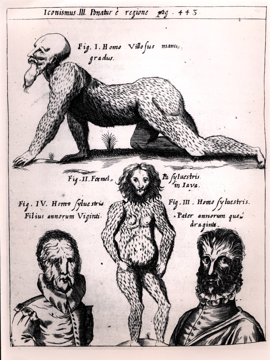 毛むくじゃらの男と野生の男、ガスパーショットによるPhysica Curiosaのイラスト（1608-66） 作： ドイツ語学校