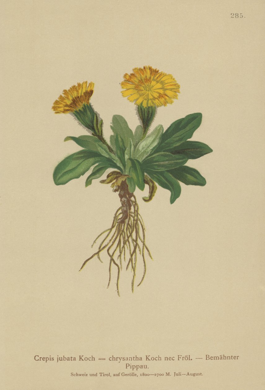 鷹のひげ（Crepis jubata、Crepis rhaetica） 作： ドイツ語学校