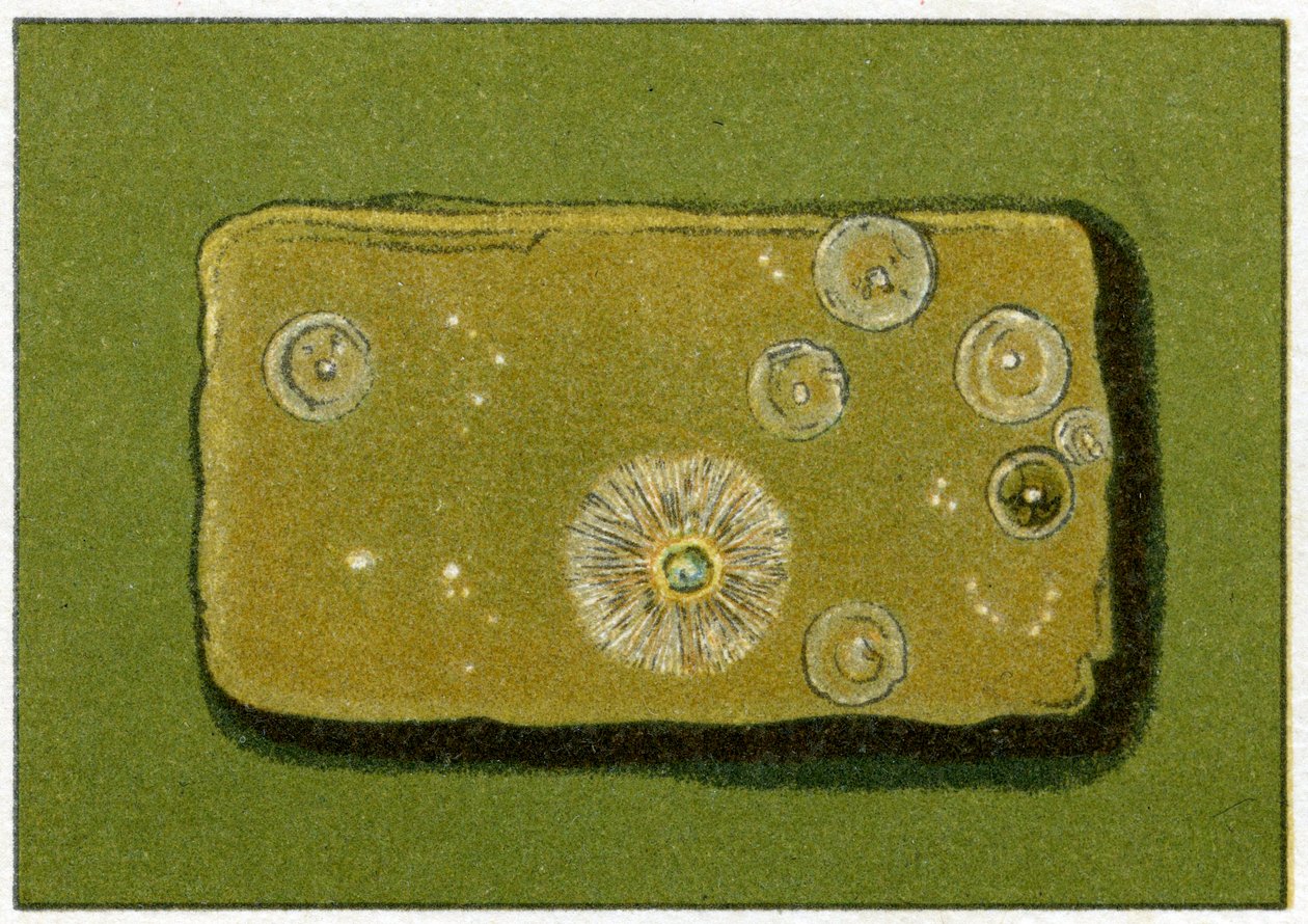 飲料水中のバクテリアの健康レベル、c.1890（カラークロモリソグラフ） 作： ドイツ語学校