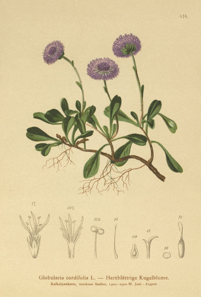 ハートリーブグローブデイジー（Globularia cordifolia） 作： ドイツ語学校