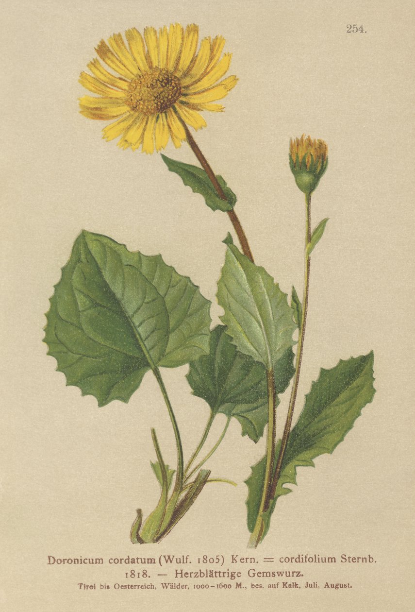 ハートリーブドヒョウベイン（Doronicum cordatum、Doronicum cordifolium、Aronicum cordatum） 作： ドイツ語学校
