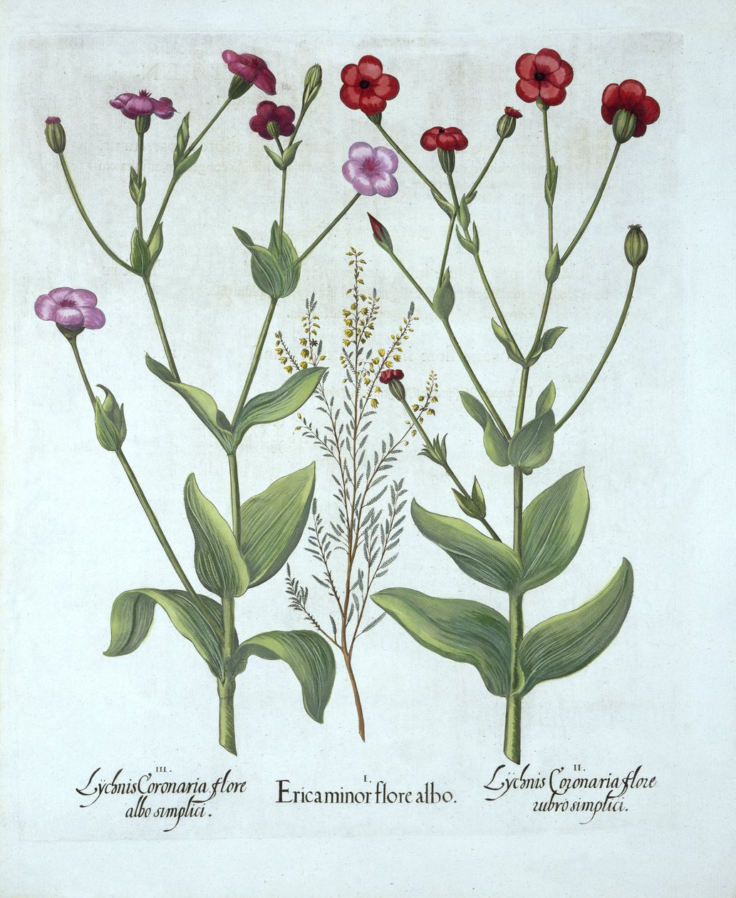 ヘザーと2種類のLychnis、Hortus Eystettensis作、Basil Besler（1561-1629）、パブ。 1613（手塗りの彫刻） 作： ドイツ語学校