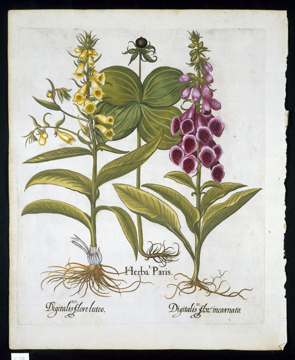 ハーブパリ（Solanum quadrifolium）、コモンキツネノテブクロ（Digitalis Purpurea）バジルベスラー（1561-1629）パブ1613（手描きの彫刻）によるHortus Eystettensisの大きな黄色のジギタリス 作： ドイツ語学校