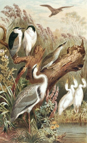 Heron, plate from "Brahms Tierleben":Allgemeine Kunde des Tierreichs", vol.6, p.483 (Bibliographis Institut発行) 作： ドイツ語学校