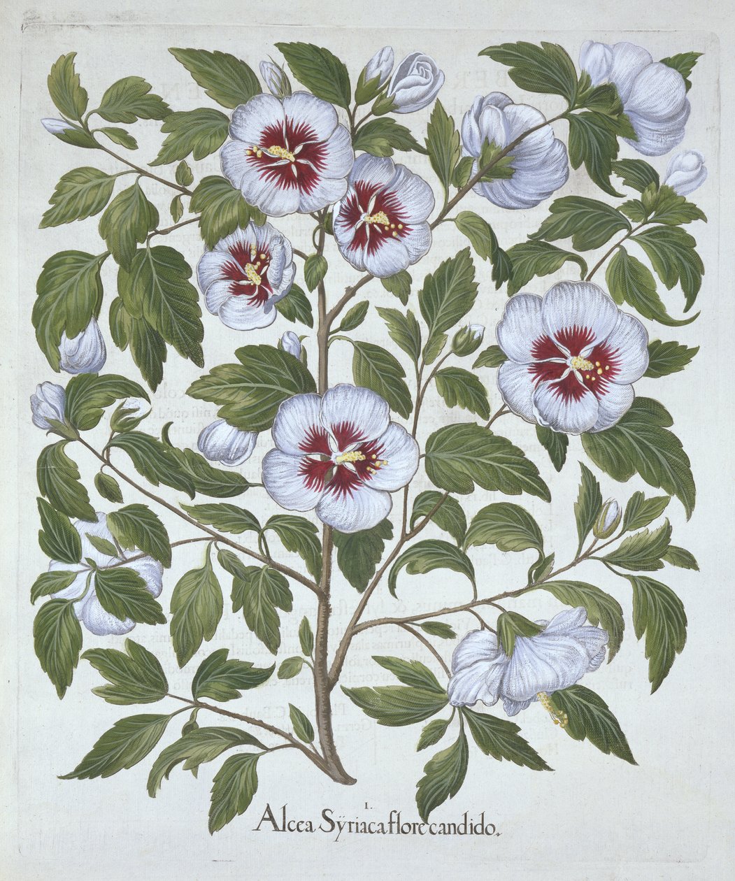Hortus EystettensisからのHibiscus syriacus、Basil Besler（1561-1629）、パブ。 1613（手塗りの彫刻） 作： ドイツ語学校