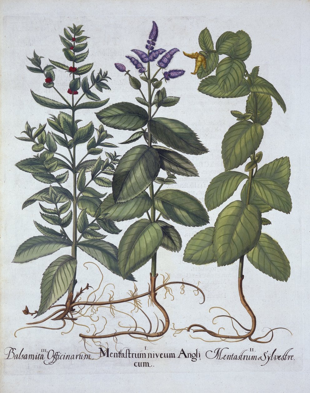 Hortus EystettensisのBasmin Besler（1561-1629）によるパブのホースミントとスペアミント。 1613（手塗りの彫刻） 作： ドイツ語学校