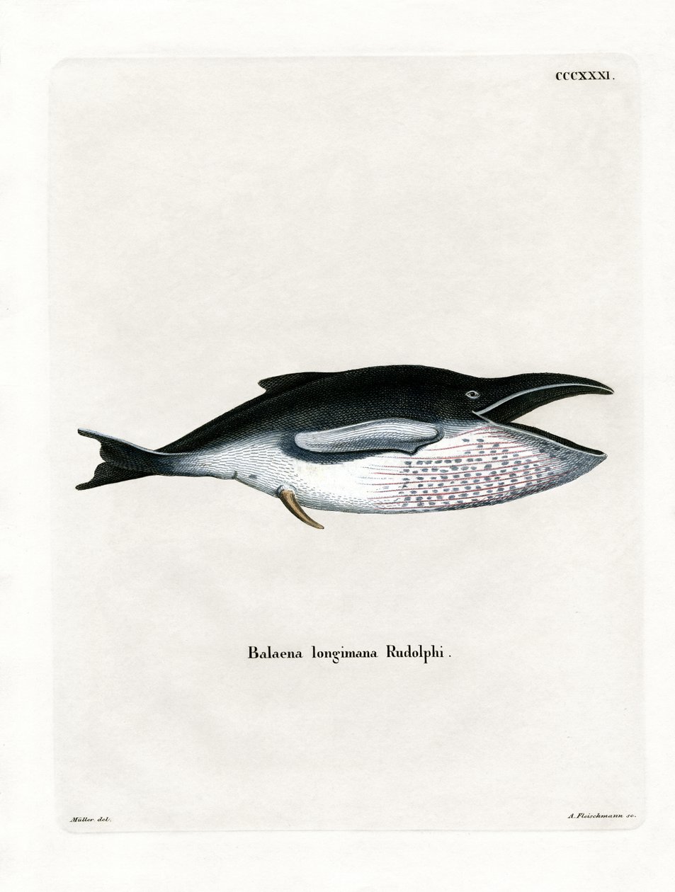 ザトウクジラ（彩色済み彫刻 作： ドイツ語学校
